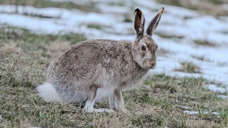 Mountain hare in its white winter coat on a snowy hillside in the Cairngorms