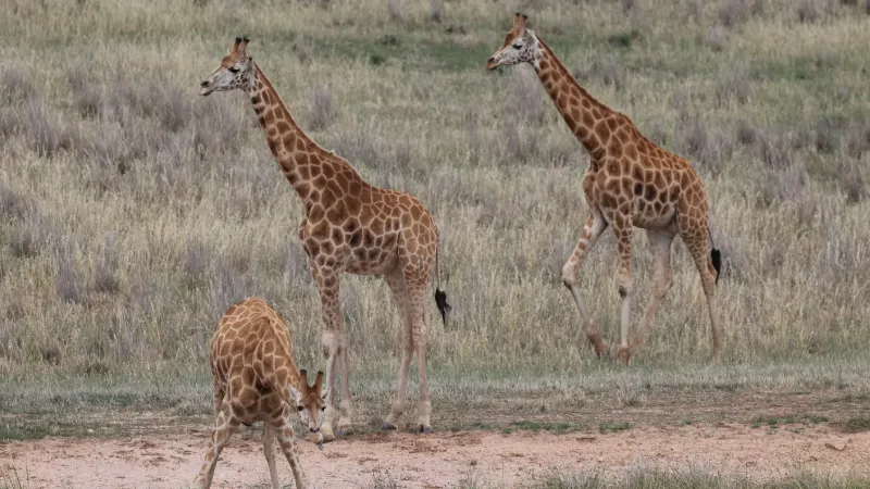 Giraffes walking across an open range safari park in South Australia
