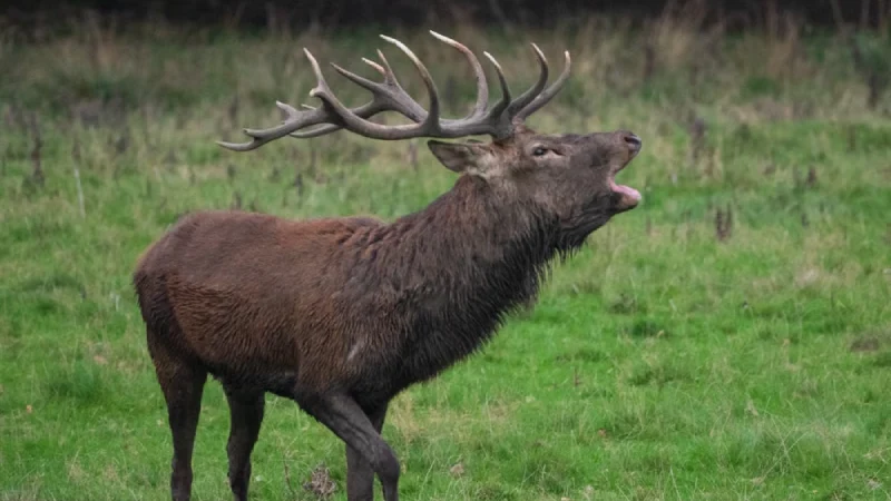 Red deer stag roaring during the autumn rut in the Scottish Highlands