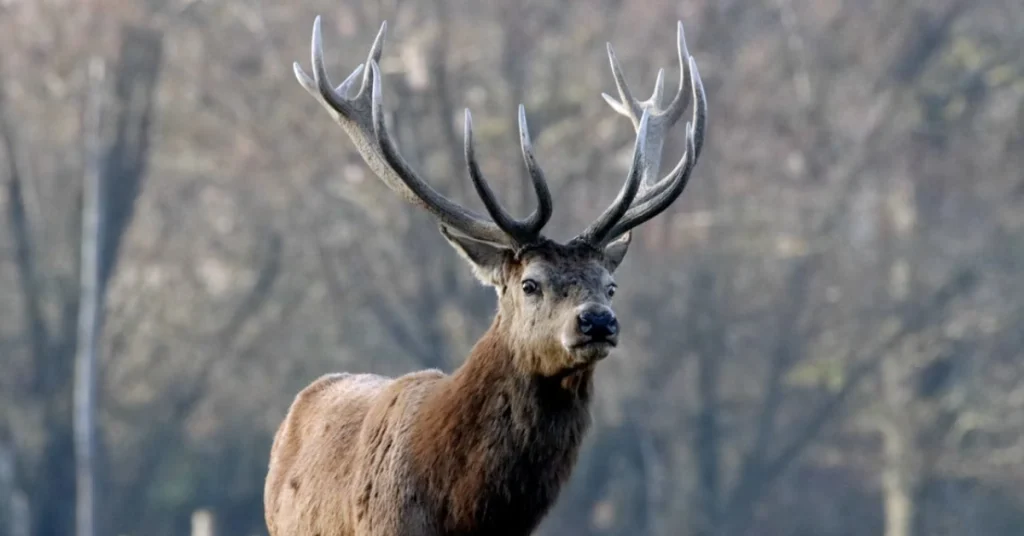 Scottish Highlands Wildlife Tour Guide and Red deer stag standing in a misty Scottish Highland glen at dawn