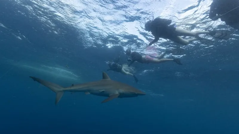 Snorkeler swimming alongside a whale shark at Ningaloo Reef 