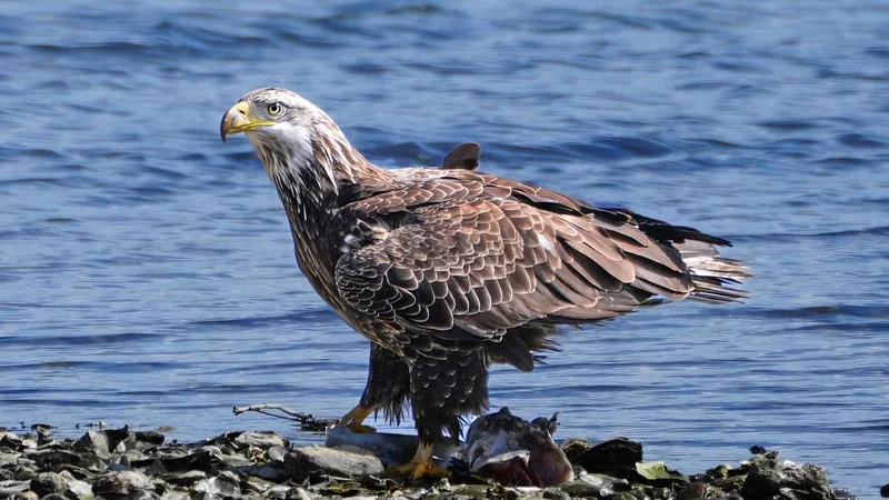 White-tailed eagle soaring along the coast of the Isle of Mull