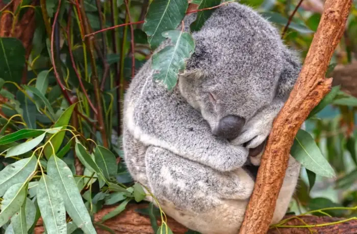 Australia Wildlife Safari Tour Guide 2026: Where To Go And How To Choose